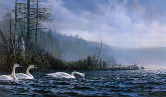 Swan Lake     2580x1505 swan, lake, , don, kloetzke, , 