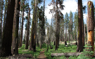sequoia national park california     1920x1200 sequoia, national, park, california, , , 