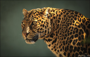      1920x1227 , , , , , leopard
