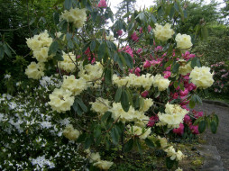 , , , rhododendron, garden