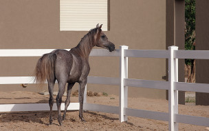      1920x1200 , , , arabian, horse, 