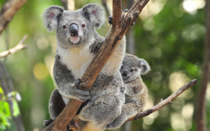 Koala     2560x1600 koala, , , , 