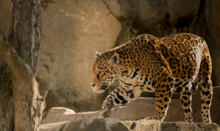 Leopard     2048x1220 leopard, , , , , , 