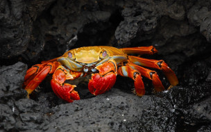 Crab     2560x1600 crab, , , , , , 