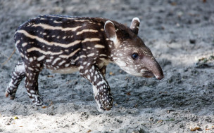      1920x1200 , , , , tapir