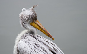      2560x1600 , , , , pelican