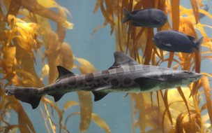 Leopard Shark     1920x1200 leopard, shark, , , , , , 