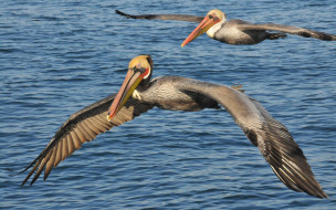 Pelican     2560x1600 pelican, , , , , 