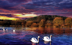 Swan     2560x1600 swan, , , , , , 