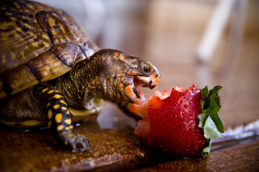 , , turtle, strawberry, , 