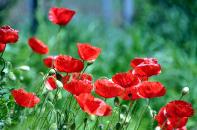     719292 (a):ARWENN :3200x2125