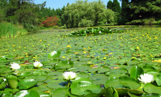 VanDusen Botanical Garden, Vancouver       2048x1246 vandusen, botanical, garden, vancouver, , , , , 