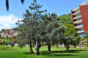 Черногория, будва, города, пейзажи, деревья, трава, парк, городской