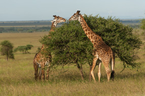 serengeti, national, park, tanzania, , , , 