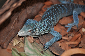 Blue-spotted Tree Monitor     3216x2136 blue, spotted, tree, monitor, , , , , , 