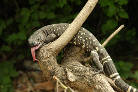 Motagua Valley Beaded Lizard     2500x1667 motagua, valley, beaded, lizard, , , , , , , 