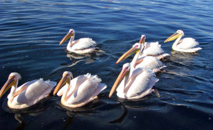 pelicans, white, , , , 