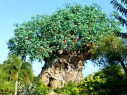 Disney`s Animal Kingdom Tree of Life     1920x1440 disney`s, animal, kingdom, tree, of, life, , , , , , , 