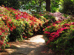 Azalea Garden,   Richmond, England     2436x1827 azalea, garden, richmond, england, , , , , 