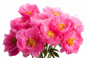 пионы, tango, цветы, розовые, букет