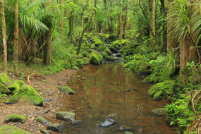 New Zealand Memorial Kauri Forest     3456x2304 new, zealand, memorial, kauri, forest, , , , , 
