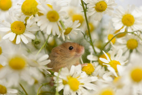 животные, крысы, мыши, мышь-малютка, ромашки, цветы