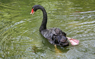 Black Swan     1920x1200 black, swan, , , , 