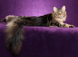 Maine Coon     4168x3072 maine, coon, , , 