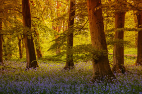 Grass Wood (Grassington, North Yorkshire, England)     2048x1365 grass, wood, grassington, north, yorkshire, england, , , , , , , , 