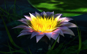 Lotus     1920x1200 lotus, 3, , flowers, , , , , 