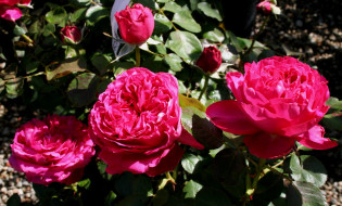 Pink Traviata     3064x1850 pink, traviata, , , 