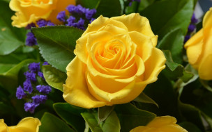 Yellow Rose     1920x1200 yellow, rose, , , , , 