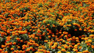 , , marigolds, 