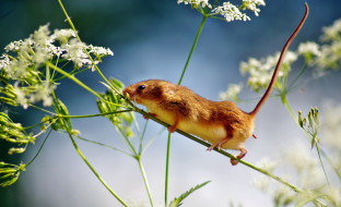 животные, крысы, мыши, мышка, стебель, цветы