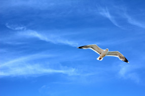     763841 (a):ARWENN :2048x1365