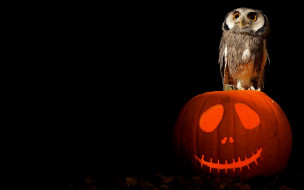      1920x1200 , , halloween, owl, art, pumpkin