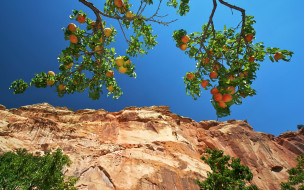      2560x1600 , , capitol, reef, national, park, orchard