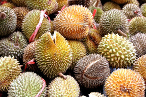 Durian Fruit     2048x1365 durian fruit, , , 