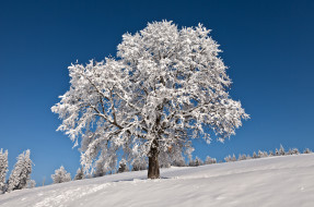 природа, деревья, дерево, снег