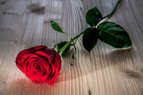      3831x2554 , , , , , flower, rose