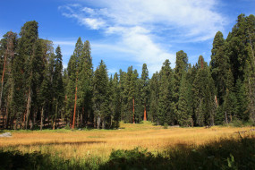 Sequoia National Park California США обои для рабочего стола 2592x1728 sequoia national park california сша, природа, лес, sequoia, park, калифорния, сша, парк
