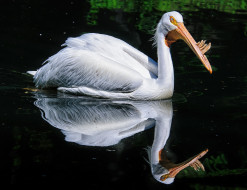American White Pelican     2046x1577 american white pelican, , , , , , 
