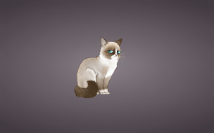      1920x1200 , ,  , , , grumpy, cat