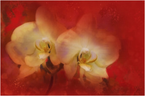 рисованные, цветы, орхидея
