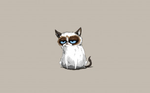Grumpy Cat     1920x1200 grumpy cat, , , , , tardar, sauce, , , grumpy, cat