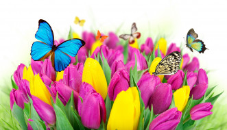      6000x3450 ,  , flowers, colorful, spring, butterflies, tulips, purple, yellow, fresh, beautiful, , , , 