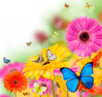      4566x4338 ,  , colorful, , , flowers, spring, , butterflies, gerbera, bright