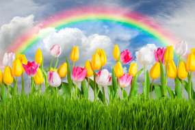      4521x3014 ,  , colorful, rainbow, sunshine, sky, tulips, flowers, , grass, spring, , , meadow