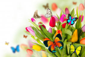      5650x3767 ,  , flowers, colorful, spring, butterflies, tulips, fresh, beautiful, , , , 
