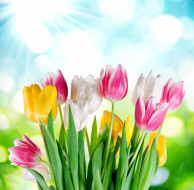      5100x5000 , , flowers, tulips, sky, sunshine, colorful, spring, 